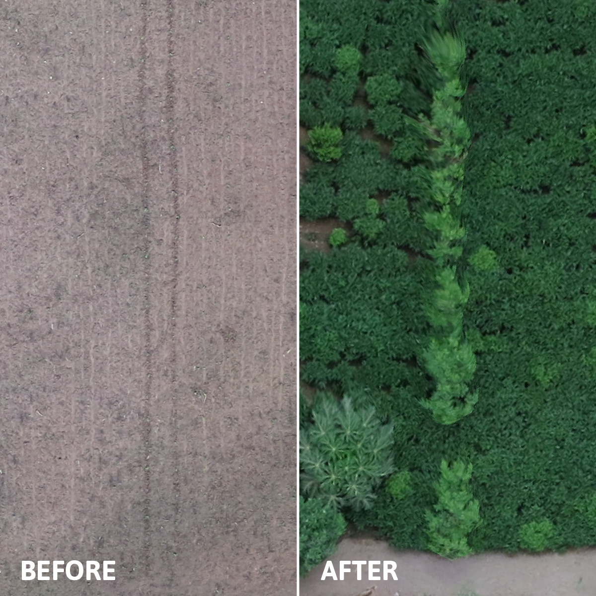 Treesftf's tweet photo. We plant for healthy families, restored landscapes, and better futures. Thank you for making an impact with us.

#ZeroHunger #ZeroPoverty #GenerationRestoration #LetsGetPlanting 🌳 https://t.co/FSkZw0lZYJ