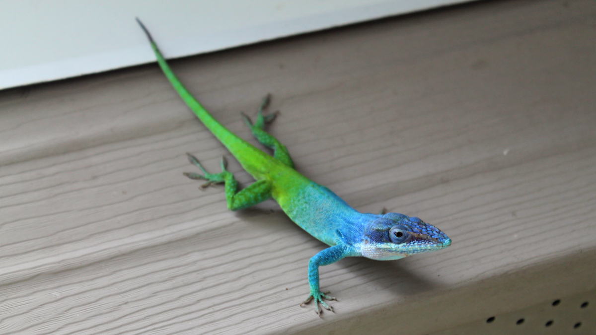 Chris Thawley (@cjbthawley) on Twitter photo Proud to have worked with <a href="/SNMichaelides/">Sozos Michaelides</a> on this paper showing origin and spread of Cuban Allisonās anoles in Tampa. Initiated by first author and #citizenscientist Dolores Morris (pic credit) and daughter based on an <a href="/iNaturalist/">iNaturalist</a> observation! pdf: caribbeanherpetology.org/pdfs/ch78.pdf Proud to have worked with <a href="/SNMichaelides/">Sozos Michaelides</a> on this paper showing origin and spread of Cuban Allisonās anoles in Tampa. Initiated by first author and #citizenscientist Dolores Morris (pic credit) and daughter based on an <a href="/iNaturalist/">iNaturalist</a> observation! pdf: caribbeanherpetology.org/pdfs/ch78.pdf