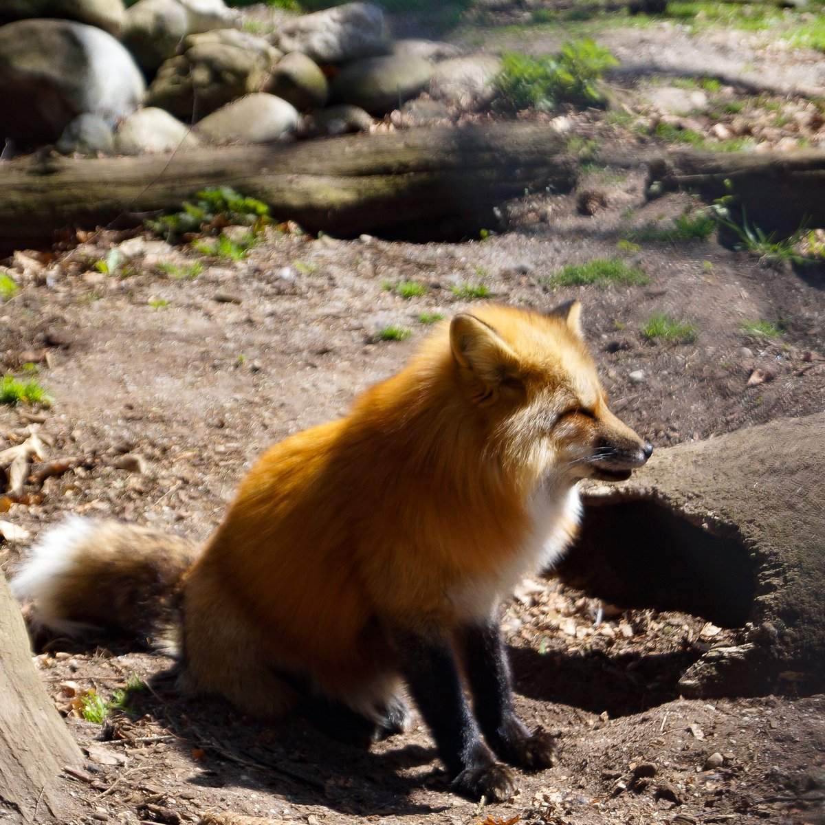 LaDaemonia's tweet image. 🛤🦊🛤

#Fuchs #rotfuchs #fox #redfox #Tier #animal #Fotografie #photography #tierfotografie #animalphotography #fuchsliebe #foxlove #raubtier #predator
