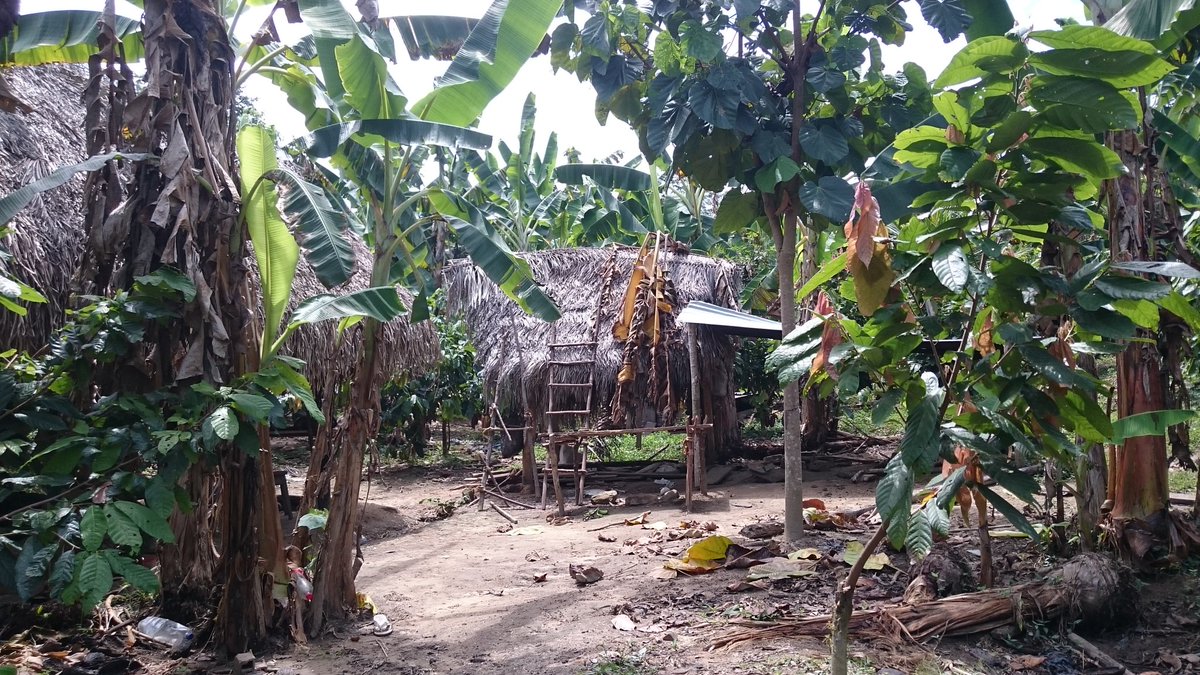 MaasBea's tweet photo. Please RT! 📢🤩💚

We are hiring a #PhD for our 3-year project on #cacao #biodiversity in #Peru &amp; feel excited to continue our research on #birds, #bats &amp; #arthropods in this international and trans-disciplinary team!

Apply until 31 Oct 
👇🐦🌳🦇🌳🍫👇
https://t.co/A0FguKGw1c https://t.co/ZF8AFpZP1L
