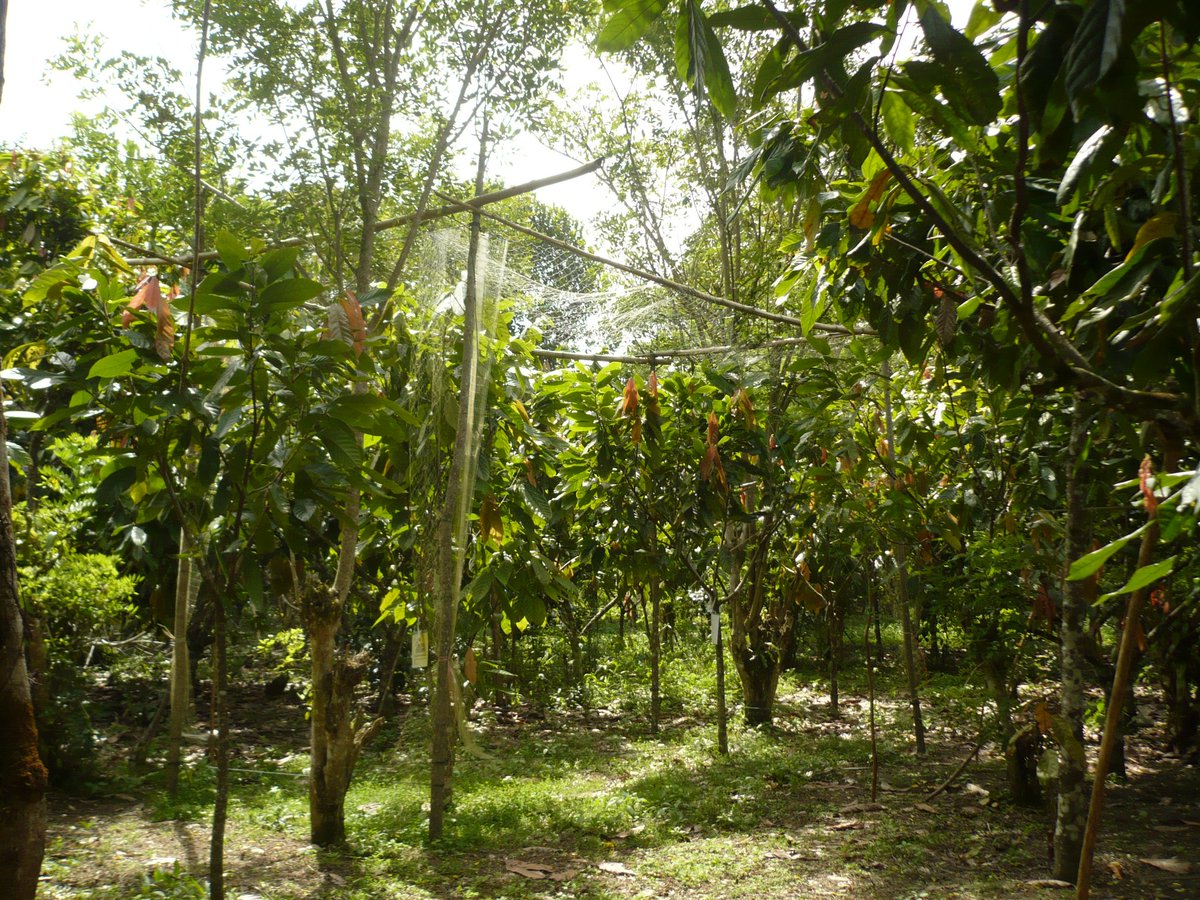 MaasBea's tweet photo. Please RT! 📢🤩💚

We are hiring a #PhD for our 3-year project on #cacao #biodiversity in #Peru &amp; feel excited to continue our research on #birds, #bats &amp; #arthropods in this international and trans-disciplinary team!

Apply until 31 Oct 
👇🐦🌳🦇🌳🍫👇
https://t.co/A0FguKGw1c https://t.co/ZF8AFpZP1L
