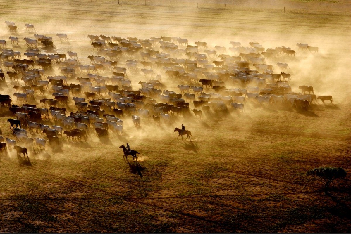 Axichain back in the news!!! beefcentral.com/news/opinion-l…

Moving livestock digitally has never been easier as the industry looks for leadership.  🐃🦬🐏🐑🐐