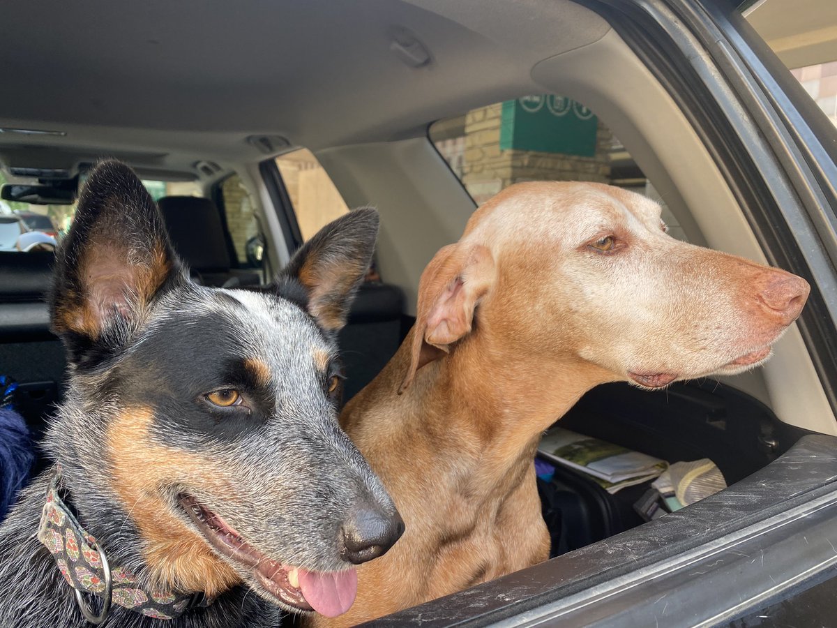 TheGritFactory's tweet photo. @heyyyschwartz @rebeccarusch I mean Heelers and Vizslas….no better combo! https://t.co/4Kc9LbGkld
