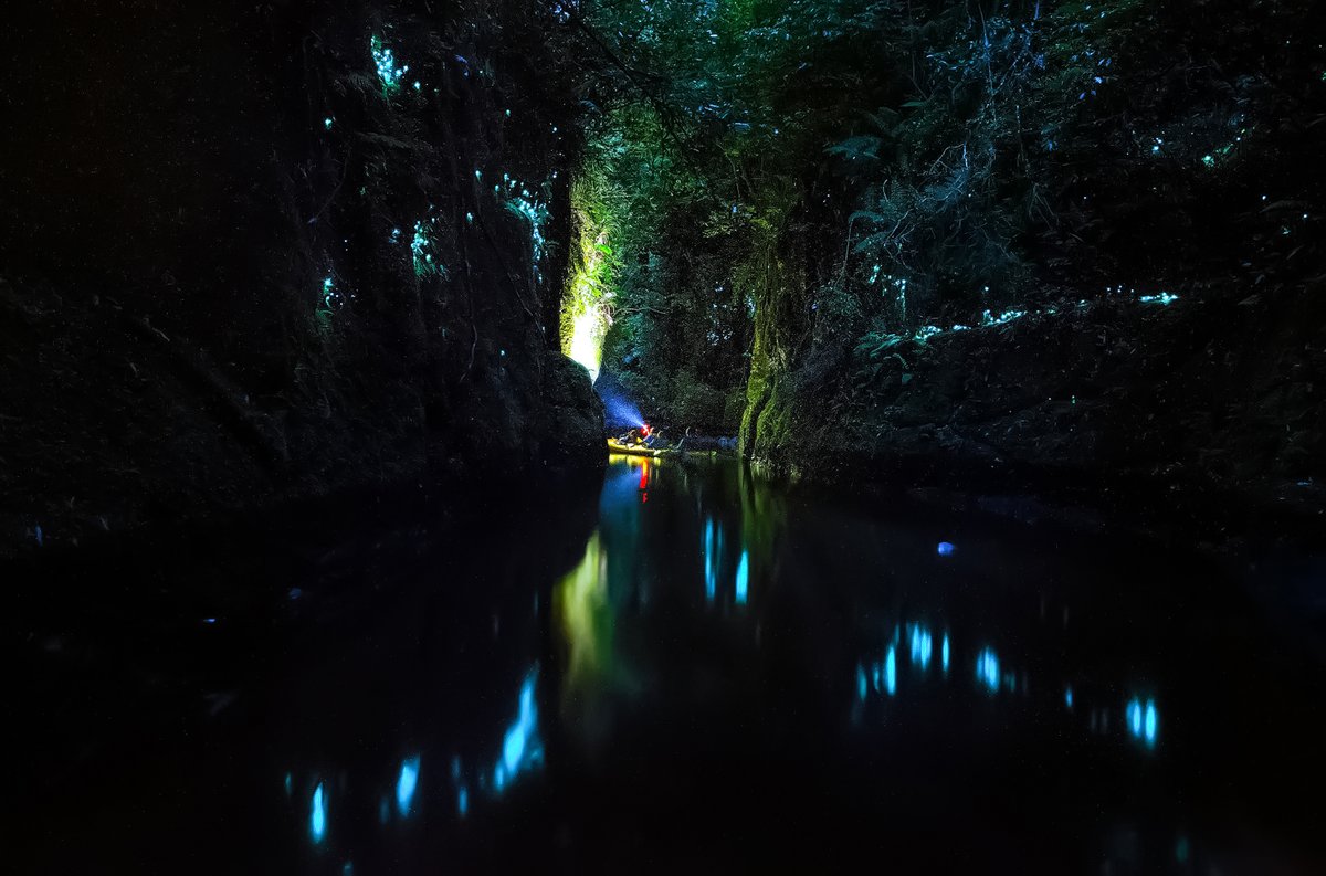 Amit | Exploring Night Sky (@exploringni8sky) on Twitter photo Apart from the beautiful night sky, New Zealand is known for the magical forest too. Here is to when we kayaked into the canyon and enjoyed the beautiful glow worms. It's such a magical experience.
Show me your magical photos.
Good Night from New Zealand
#glowworms #newzealand Apart from the beautiful night sky, New Zealand is known for the magical forest too. Here is to when we kayaked into the canyon and enjoyed the beautiful glow worms. It's such a magical experience.
Show me your magical photos.
Good Night from New Zealand
#glowworms #newzealand