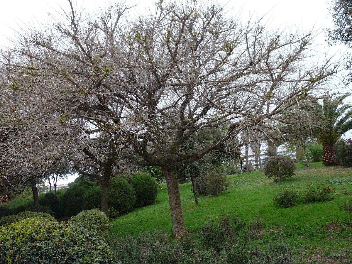 matarocat's tweet photo. 🌱Activitats trimestrals de la Casa Capell #Mataró
🗓️Dissabte, 9 d'octubre, a les 11 h
👉Passejada guiada pel Parc Central: "Cada arbre, un vincle al món!"
➕informació a https://t.co/ZyB9D0btaV
❗Inscripció prèvia a https://t.co/5jm9EHuvP0 https://t.co/MKUADIFSWv