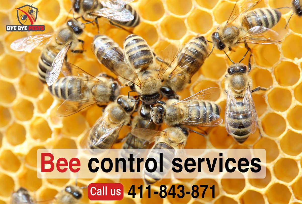 BBPestscontrol's tweet photo. It��s the bee season!
With summer rushing in, bees are spreading everywhere. Although they are pretty harmless, they can be quite irritating. Get in touch with us to remove them.
Contact Us:
📞0411 843 871
🌐https://t.co/dsjdeb7UHg
#bees #insect #nest #Melbourne #Australia https://t.co/OARpJkDWmq