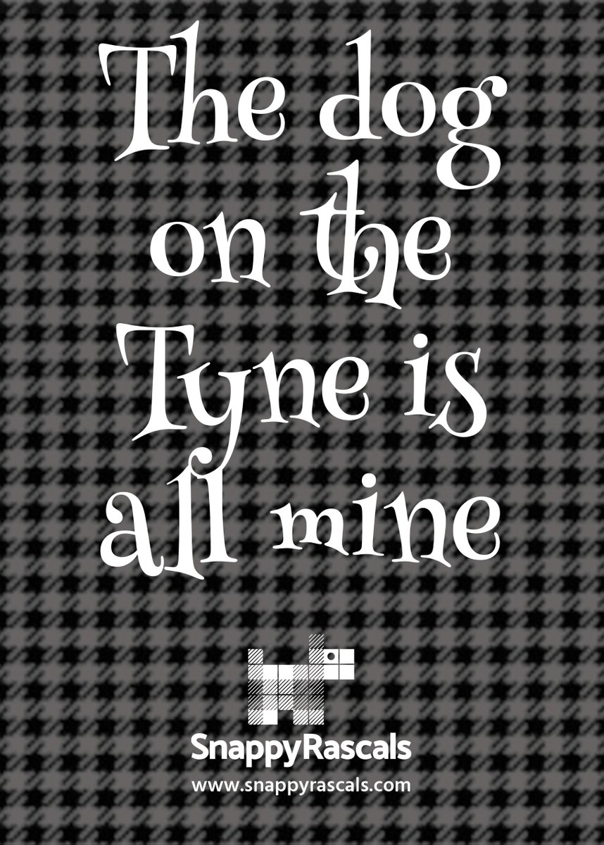 snappyrascals's tweet photo. What could possibly be better than new owners at @nufc than the launch of the new Snappy Rascals Northumbrian Collection of tartan dog collars, leads and dogwear? On sale now at https://t.co/RoZYKvxoIl! 👀🏴󠁧󠁢󠁥󠁮󠁧󠁿🖤🤍🐕‍🦺🐾 https://t.co/xjePvYCGkB
