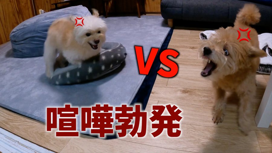 ミックス犬をやめたほうがいい理由は 多頭飼い 初心者繁殖は超危険 ワンコと一緒にハッピーライフ