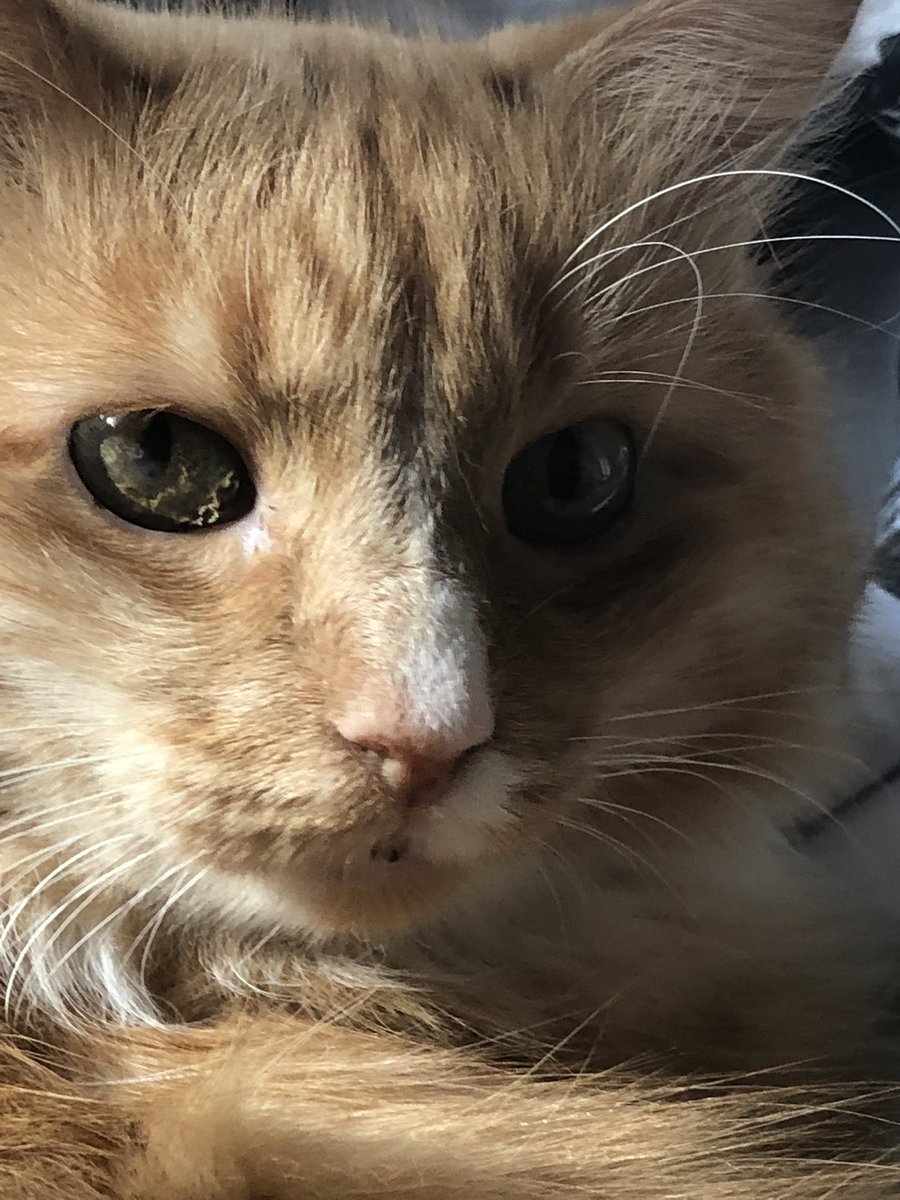 ScreamingSassy's tweet image. i like layinmg deown