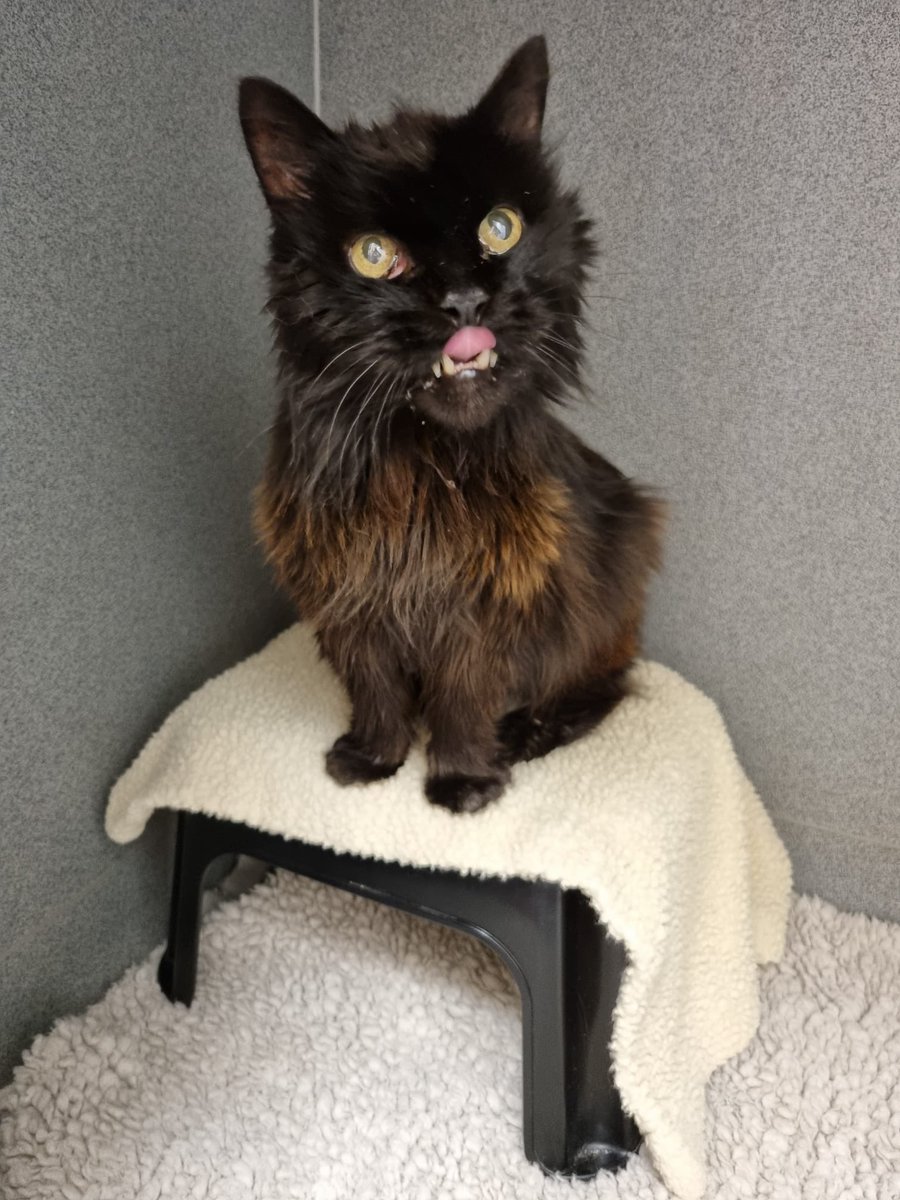 Oak House Vets tweet media