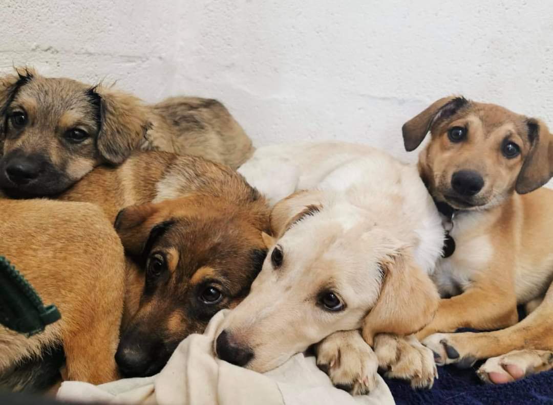 Puppy cuddles giving us that #FridayFeeling 😍 
Little Jim, Will, Louie &amp; Mary are all still looking for their forever homes! 🐾 
oakwooddogrescue.co.uk/availabledogs.…
#rescuedog #teamzay #puppylove #cuddle #adoptme #AdoptDontShop