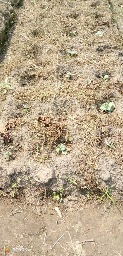 ypard_rdc's tweet photo. Nous avons tenté et nous y voilà: les fraisiers 🍓 🍓 enfin à #Kasangulu:  le taux de levée estimé à 60 % après trois semaines.  Associer l'innovation aux bonnes pratiques agroecologiques durables (paillage, amendement organique...) telle est notre ambition à #Mvululu! @FAOCongo https://t.co/Lq0enftYyl