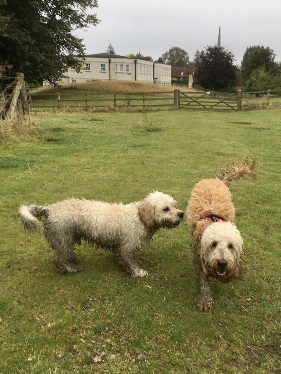 Rievaulx_pup's tweet image. Me and my pal Solly got very grubby just now. I stink quite a lot. 😬