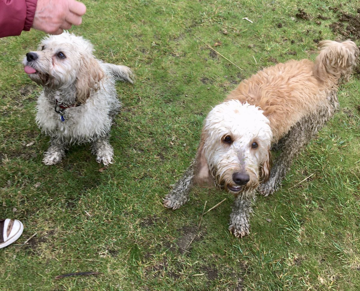 Rievaulx_pup's tweet image. Me and my pal Solly got very grubby just now. I stink quite a lot. 😬