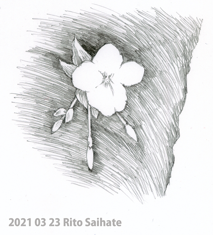 さいはてりと イラストレーター デザイナー 地震一週間くらい警戒 怖い 13年03月23日 習作 模写 等 さくら 鉛筆 鉛筆画 スケッチ イラスト イラストレーター 桜 絵 アナログ アナログイラスト 鉛筆イラスト アナログ絵 手描き 手描き