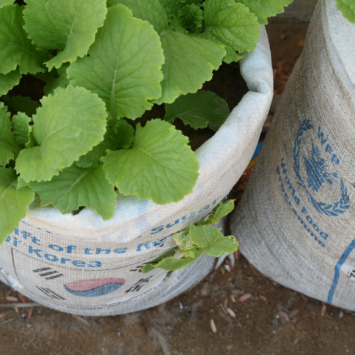 Lydie created her own garden at home.🌱🥬💚

Several years of extreme drought have left families in southern #Madagascar without any means to feed themselves.

To help people cope and adapt, WFP supports nutrition-sensitive agriculture through community gardens. #ClimateCrisis