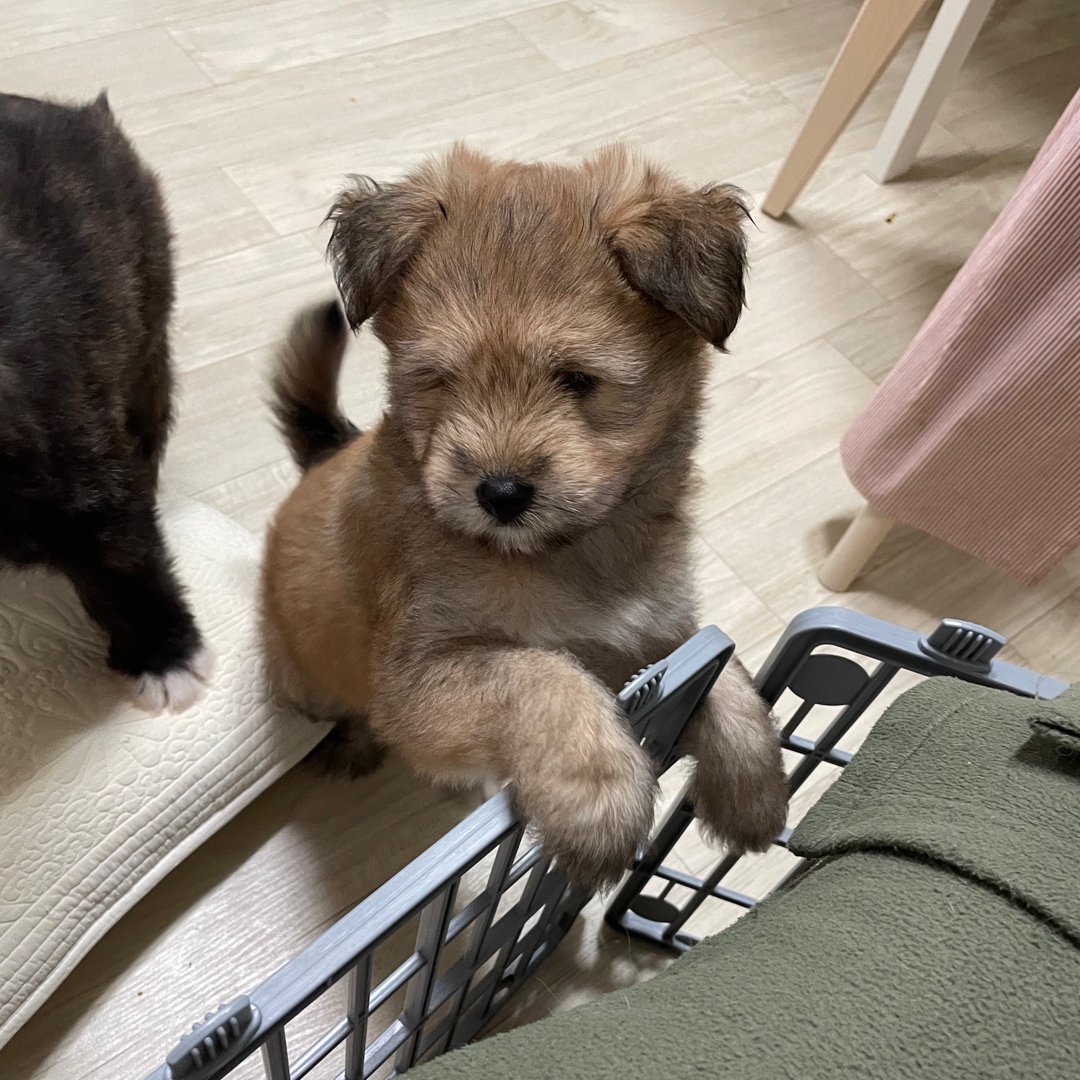 테디베어 승(8월 11일생, 여)의 입양처를 구합니다.

승이는 인천 서구에서 유기된 엄마 단이가 아파트 화단에 낳은 7남매 중 가장 몸집이 작은 아이에요. 어릴 땐 조용하고 순한 아이인가 했는데 6주부터는 다른 형제와 비등하게 놀기도 하고 먼저 약올리고 도망가는 등 귀여운 장난꾸러기로 컸어요.