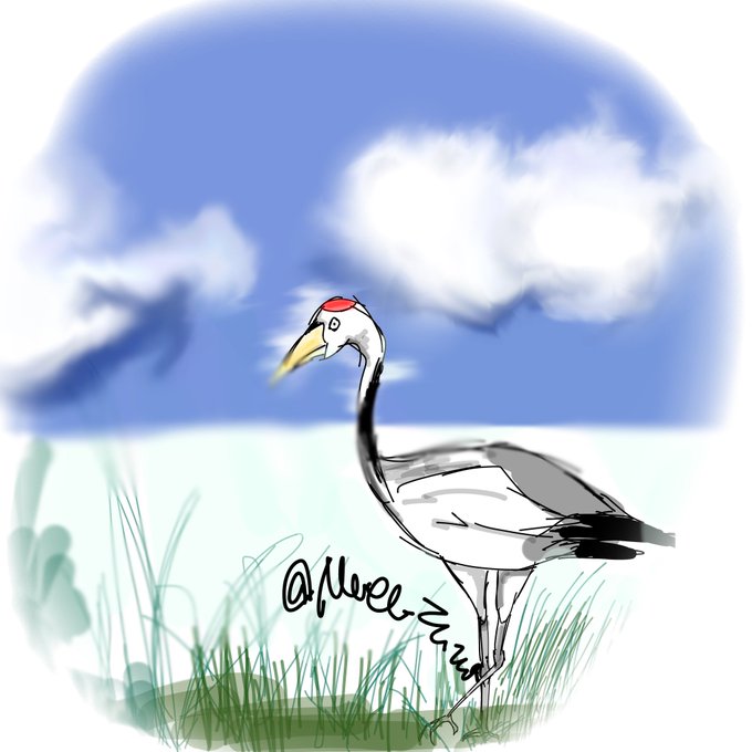 タンチョウのtwitterイラスト検索結果