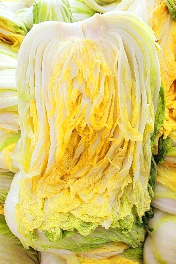 ♥충북음성특품절임배추♥
안녕 하세요?
충북 음성 깜꼬기 특품절임배추 주문 받습니다.
올해도 맛난 불암플러스로 심었습니다.
농협에서 구입한 간수 뺀 
신안 천일염으로 절입니다.
특품 1박스 20kg (7~9포기)
가격: 작년과 같습니다.
도착일: 11.5~12.4
☎ 010-4939-1147