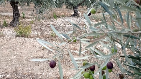 IfapaJunta's tweet photo. 🫒Curso de olivicultura ecológica🫒

📚Normativa, certificación, manejo del suelo, fertilización, control de plagas y enfermedades, visitas a explotaciones de olivar ecológico

🗓️ 19-22 de octubre en Ifapa Alameda del Obispo (Córdoba)

✍️https://t.co/Cj6onovmDW

#IFAPAlideraysuma https://t.co/Lya857EOMx