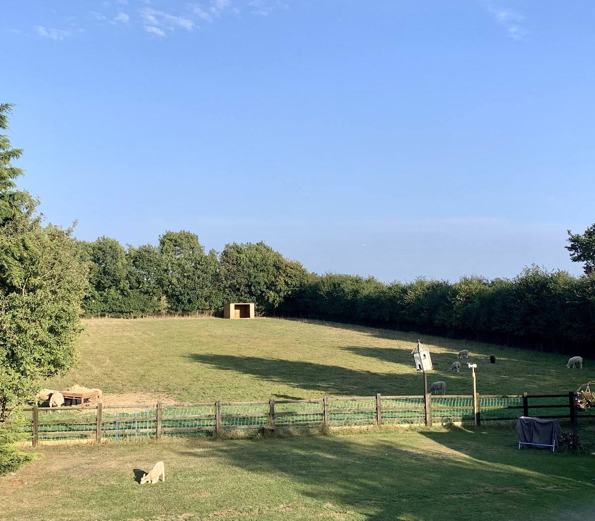 ClockLambo's tweet photo. We’ve been quiet as a sad thing happened. Mary died. Frau and Mr Ewe then gave us all lots of things to make sure we are well and we are. Gatsby misses his Mum and Hastings is now a naughty lamb who keeps getting into the lawn. #sheep #lamboclock #FridayMotivation #lincsconnect https://t.co/gVvAt1wqMk