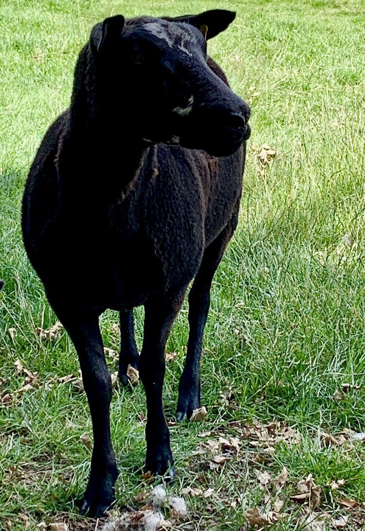 ClockLambo's tweet photo. We’ve been quiet as a sad thing happened. Mary died. Frau and Mr Ewe then gave us all lots of things to make sure we are well and we are. Gatsby misses his Mum and Hastings is now a naughty lamb who keeps getting into the lawn. #sheep #lamboclock #FridayMotivation #lincsconnect https://t.co/gVvAt1wqMk