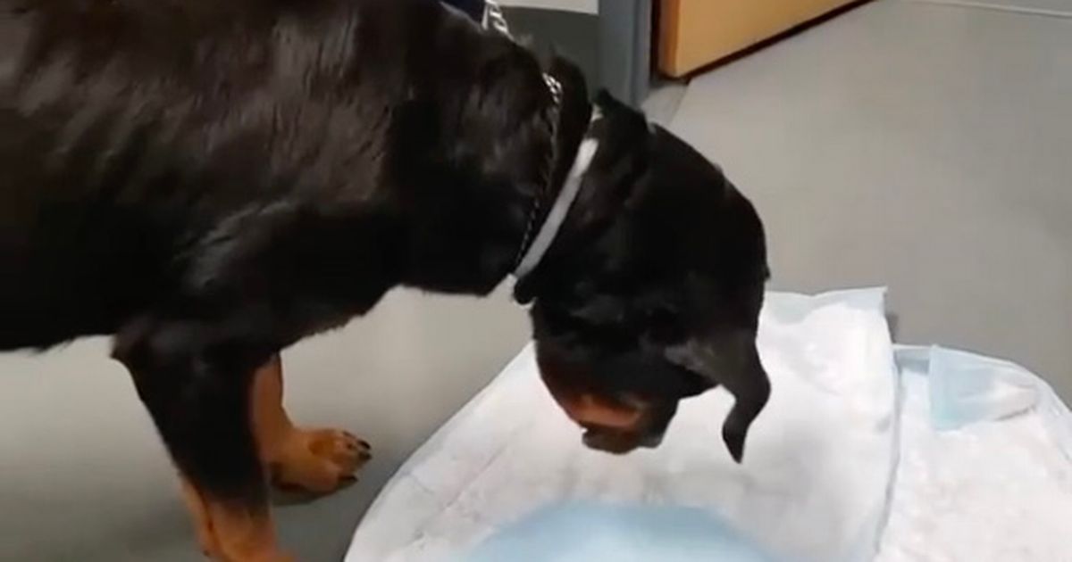 After Drinking Dog Drinks Water Too Fast And Throws Up Animal