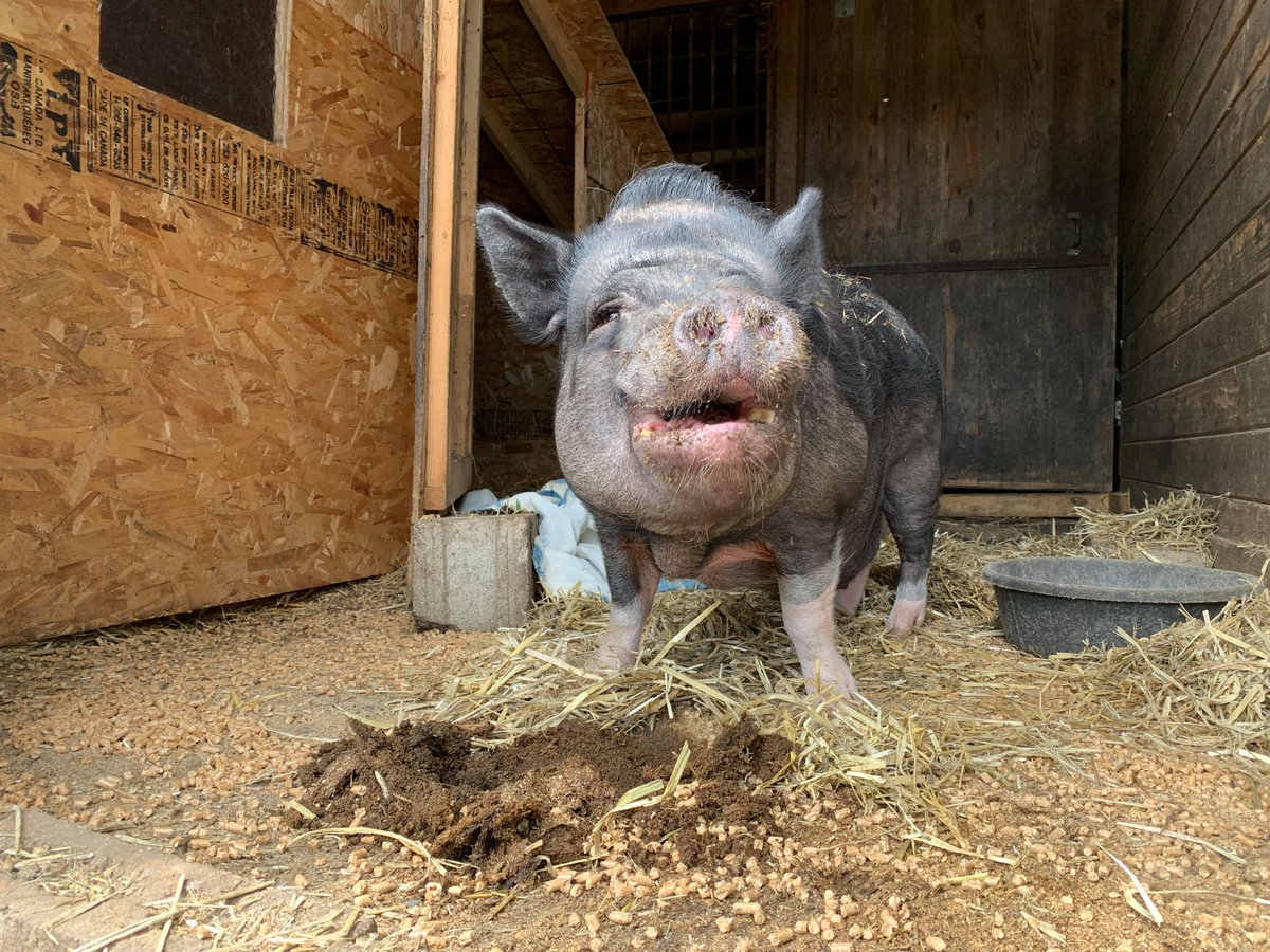 petsalive's tweet photo. It may be cloudy and a little rainy, but it's still a beautiful day to find a forever home! ~Brewster

Mainly cloudy. High 74F. Winds light and variable.

#WeatherPig #AdoptAPig #RainyDayAdoptions https://t.co/Eiwd7sb0IZ
