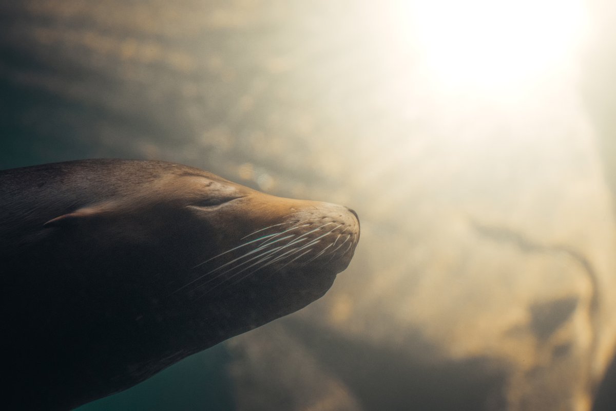 TulsaZoo's tweet image. 🎵 Here comes the sun 🎶