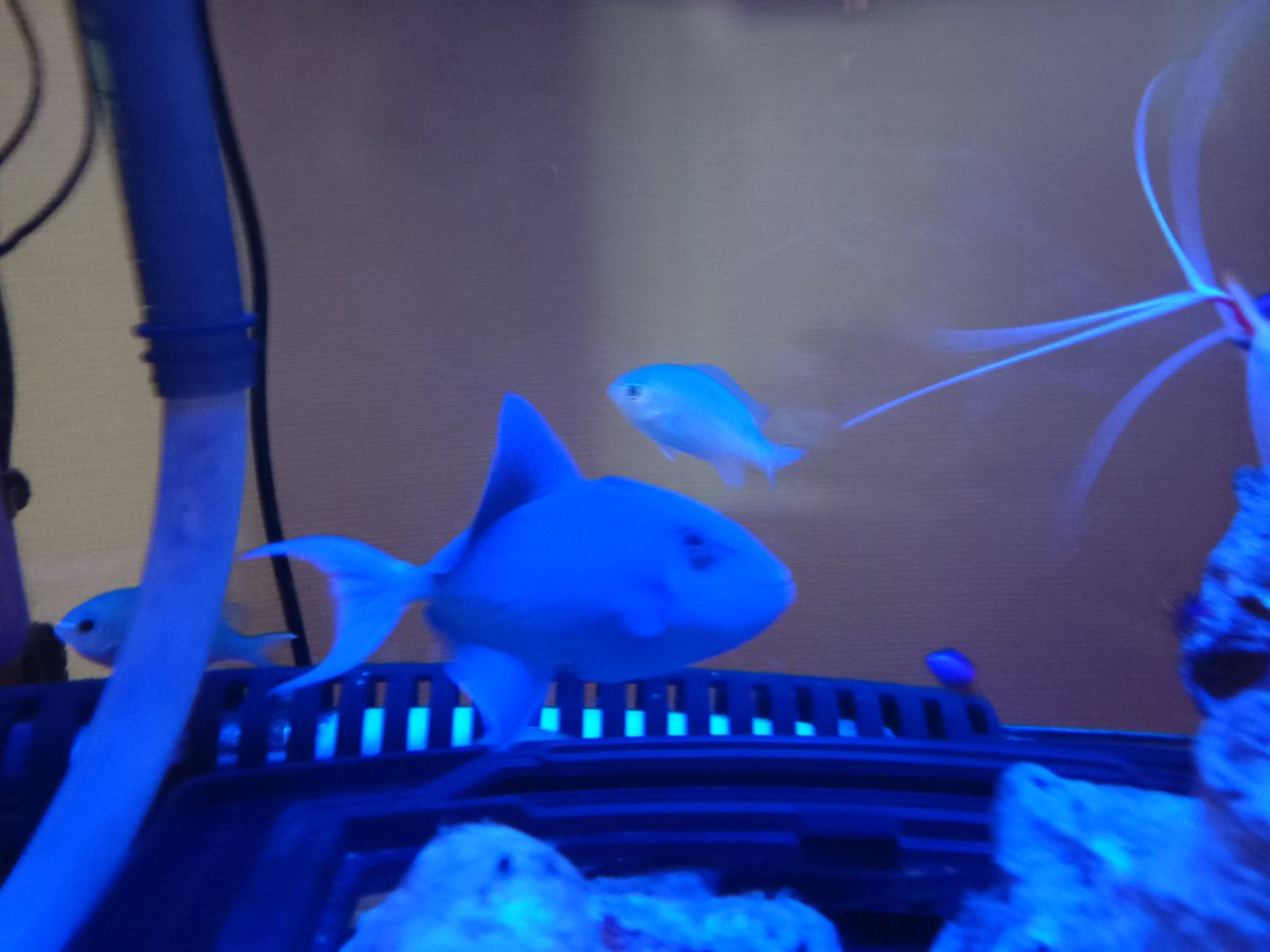 NaokiYAMAJI1's tweet photo. #FishtankFRIDAY #soltwater #ใฌใตใฌใต #ๆญปๆป
ๅ้้ญ #ๆกๅ https://t.co/uW7K6TR0GO