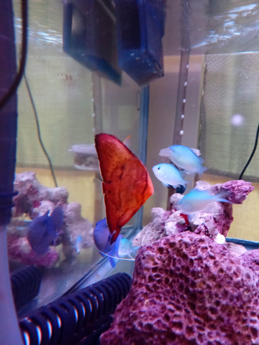 NaokiYAMAJI1's tweet photo. #FishtankFRIDAY #soltwater #ใฌใตใฌใต #ๆญปๆป
ๅ้้ญ #ๆกๅ https://t.co/uW7K6TR0GO