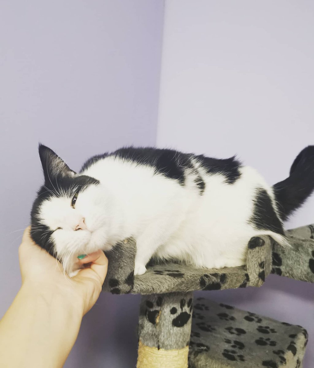 Tonbridge Town Team tweet media