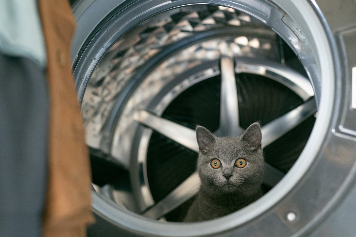 洗濯されるネコ