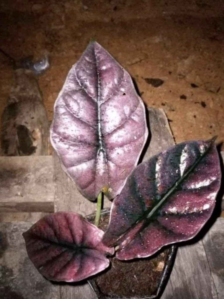JaiReyXD's tweet photo. So another purchase ng plants… ano janix manahimik ka na!
#infernalis #scindapsus https://t.co/4EAYUxIH9O