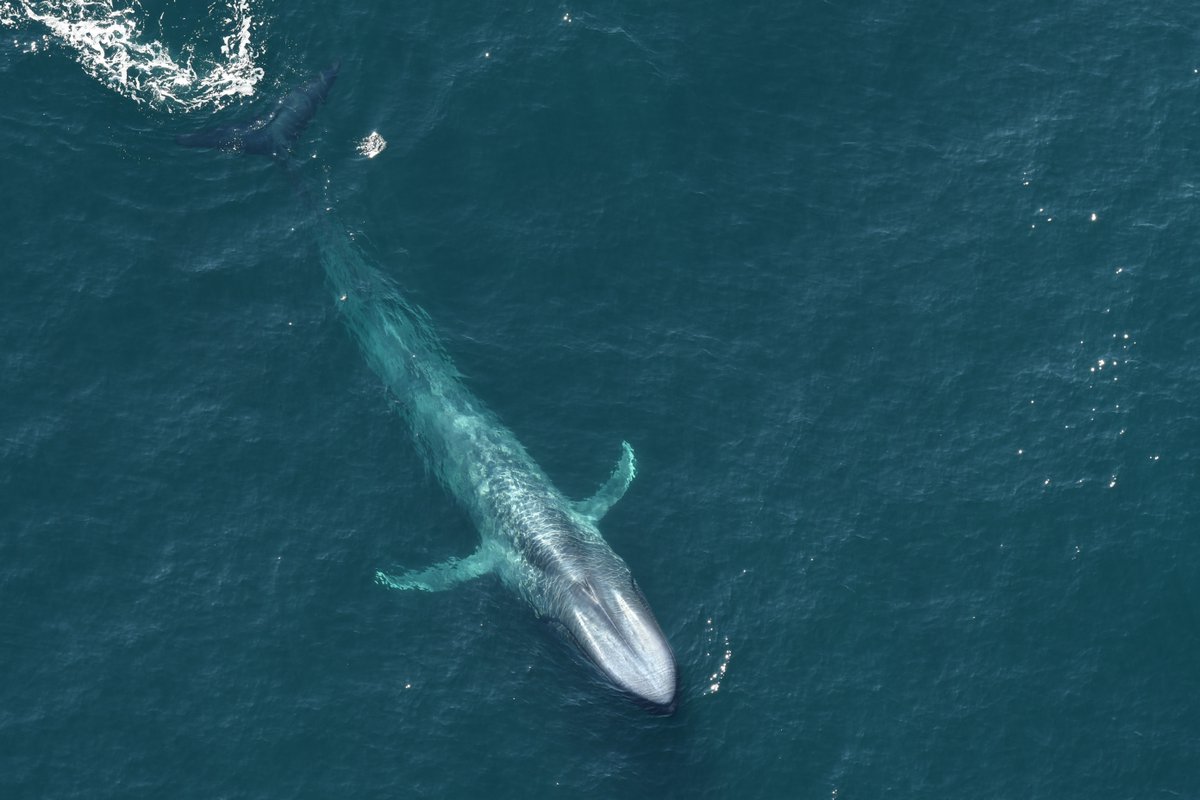 NEAQ's tweet photo. Today we applaud and praise the Biden-Harris Administration’s decision to restore full protections for Northeast Canyons and Seamounts #MarineNationalMonument! 👏 🎊 

Read the full statement: https://t.co/0khIXEirZe

📸: New England Aquarium

#MonumentsForAll #MarineMonument https://t.co/Ux5AleDWdb