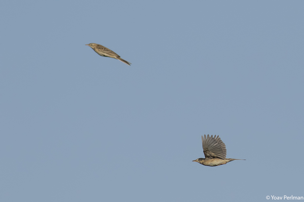 yoavperlman's tweet photo. Birds in flight - check my new blog:
https://t.co/PlrrcjbcEP https://t.co/AfVdnOjwaj