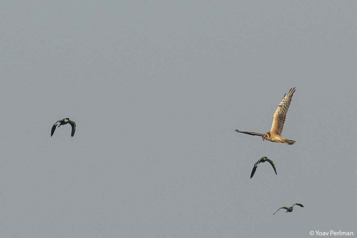 yoavperlman's tweet photo. Birds in flight - check my new blog:
https://t.co/PlrrcjbcEP https://t.co/AfVdnOjwaj