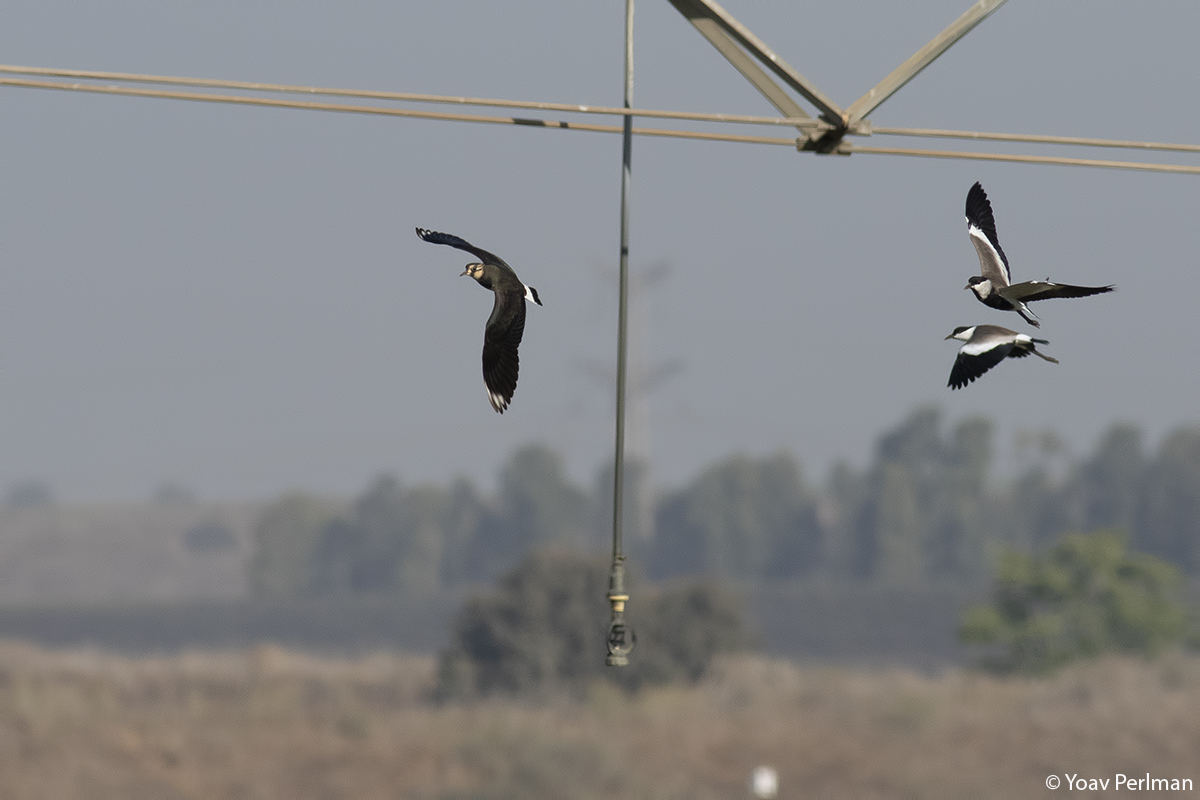 yoavperlman's tweet photo. Birds in flight - check my new blog:
https://t.co/PlrrcjbcEP https://t.co/AfVdnOjwaj