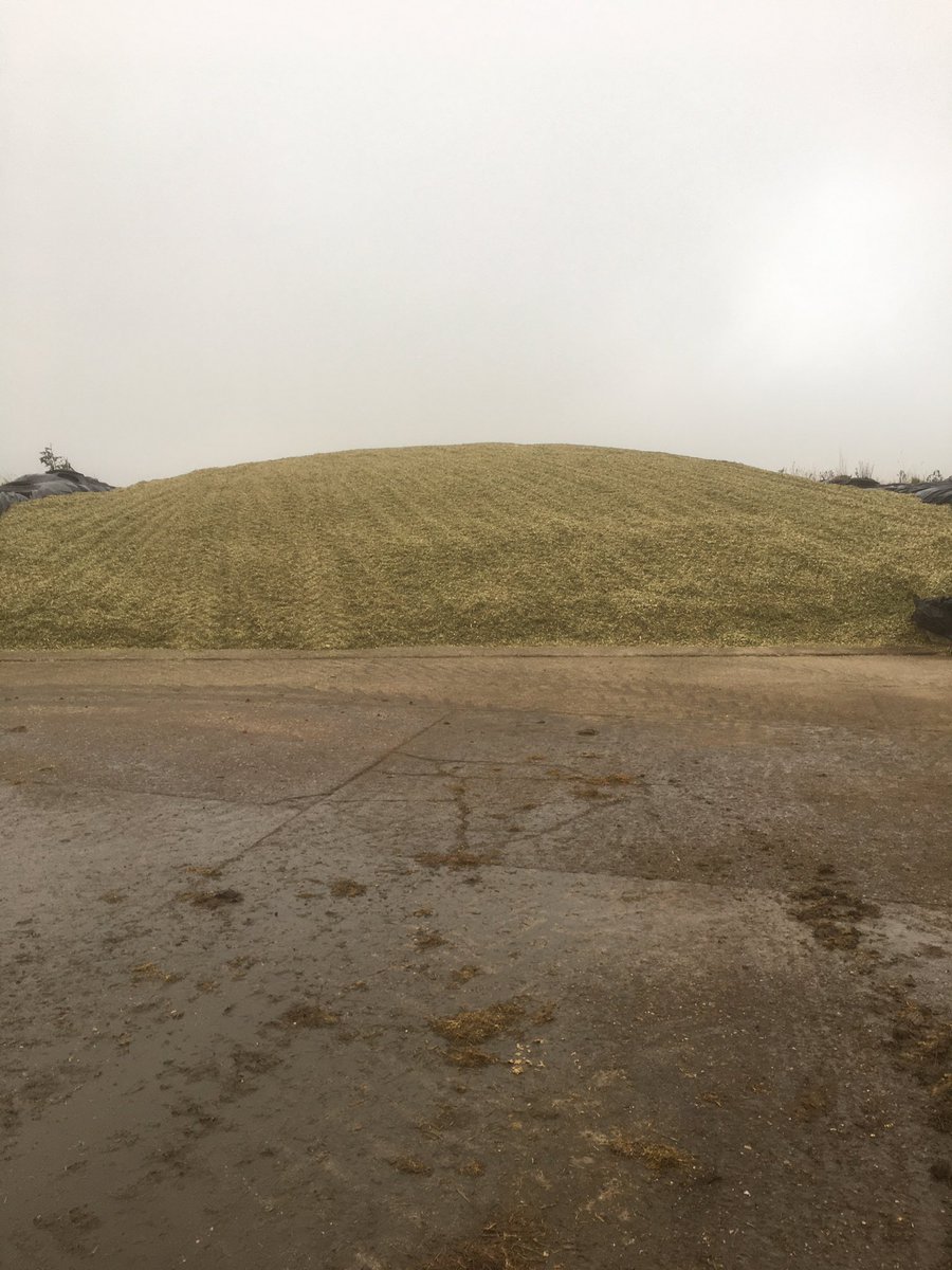 PeterTomkinson1's tweet photo. Well that forage maize done. 20 tonne acre average.👍 Just waiting now for the grain maize to be ready. Bet it’s not as dry when we combine that!🌾 https://t.co/tWbvFiY96u