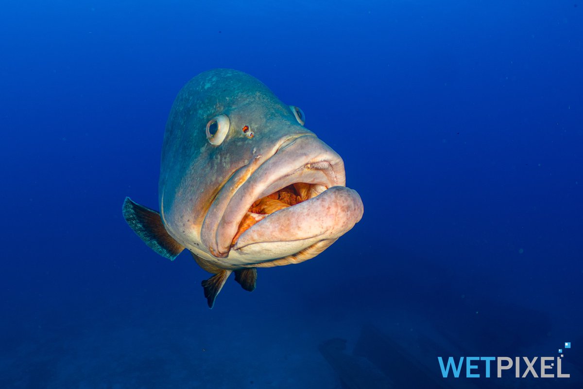 Wetpixel's tweet photo. Check out the action from the final day of competition at the CMAS World Underwater Federation Photo and Video Championship in clear blue water of Porto Santo.

https://t.co/MVJ8qNvhqU https://t.co/JsUkuwQMw7
