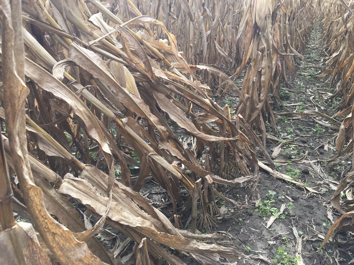 10 for 10 broken. You all may want to check your corn fields for stalk integrity especially where you have an average plant health hybrid and did not use a fungicide with multiple MOAs. ⁦<a href="/Randy_cornguy/">Randy McElroy</a>⁩