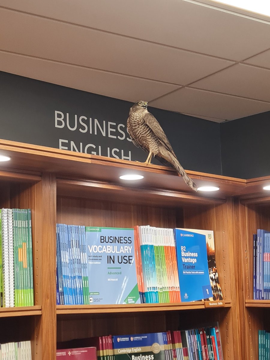 CUPBookshop's tweet photo. Well that as an unusual visitor to the shop😲 Safely rescued and released now. https://t.co/EICEjEuPqP