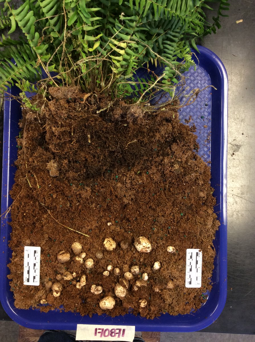 ClinicPlant's tweet photo. Extremely proud of Elena @karlsenayala for publishing her first first-author article in which she describes a new genus and species of 🍄#fungi #truffle! Excited that the specimens were collected through the Plant Clinic👏! @UFTropical @UFPlantPath @MSAStudents @TruffleSmithLAB https://t.co/h0Y0b0io28