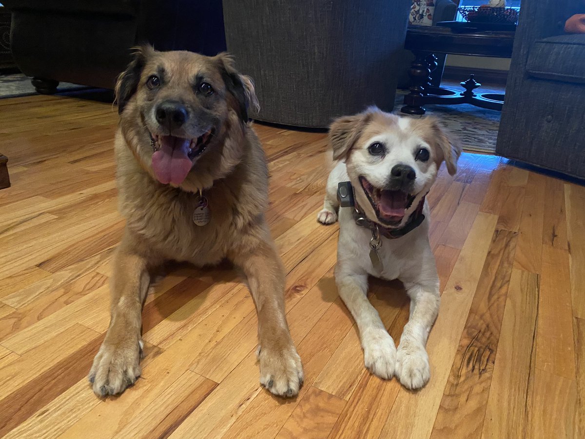 SirCharlesCost's tweet photo. We’re not sure which was more fun -   chasing the armadillo we found in the yard, or watching our mom chase us as we chased the armadillo.  🤷🏻‍♀️🐾👊🏼 #FamilyExercise https://t.co/PW3PdYl7Jn
