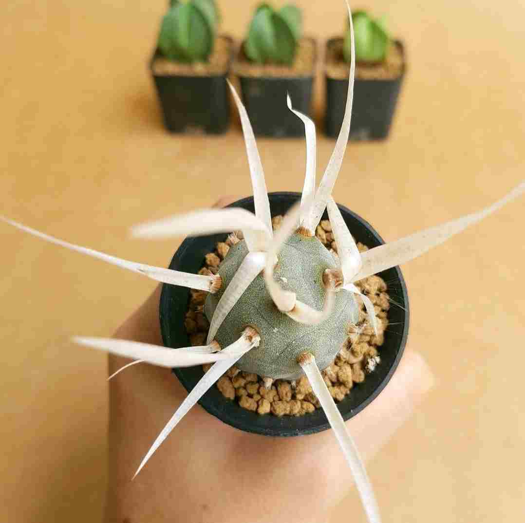 mltttanha's tweet photo. Tephrocactus https://t.co/uwJ7SjdIhC