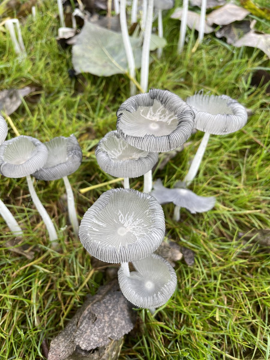 Wie weet de naam van deze #paddenstoel? <a href="/36sandjes/">Sandra</a> misschien?