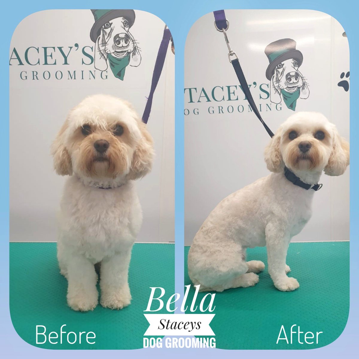 Bella had her first visit with us last month and isn't she adorable!

#dogs #dogGrooming #staceysdoggrooming #Leyland #dogsoftwitter #dogsofinstagram #dogsOfFacebook #cute #cavachon #buckshawvillage #chorley #lancashire #beforeandafter #pictures