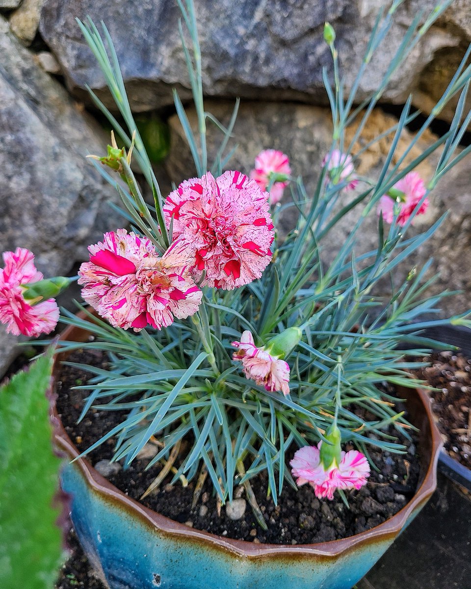 LovelyEarthS's tweet photo. I put some more carnations in to offer a treat that the pollinators can't resist.
#Carnations #PollinatorFlowers #FlowersForPollinators #LovelyEarthSociety https://t.co/kuDc0Jipyi
