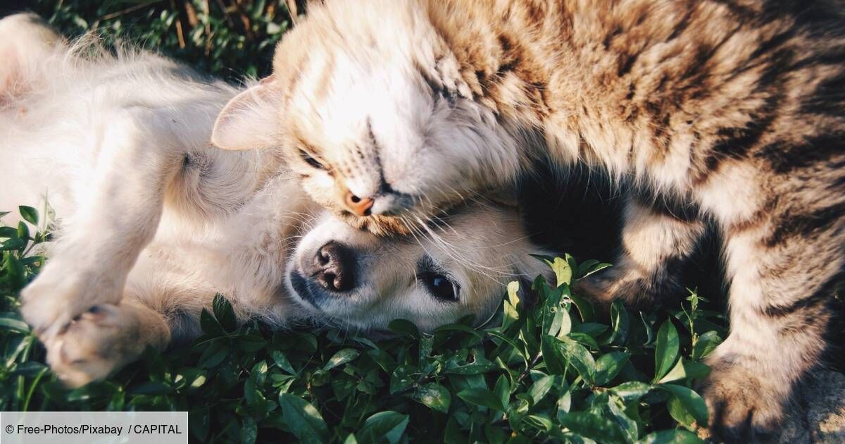 #Dalma, l'assurance santé digitale pour chiens et chats qui a déjà conquis des centaines d’abonnés depuis son lancement en avril

buff.ly/3FwpvSm