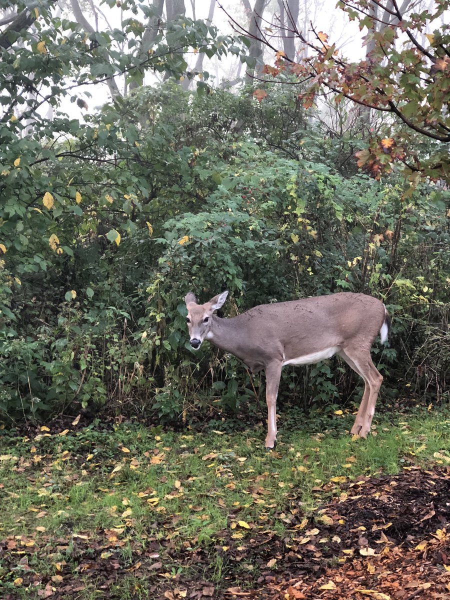 JanyceHamilton's tweet photo. Have a Fawn Friday 🦌 https://t.co/ZUGBq07Z0c